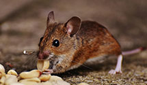 24 Hour & Emergency Exterminators in Fort Dodge, IA